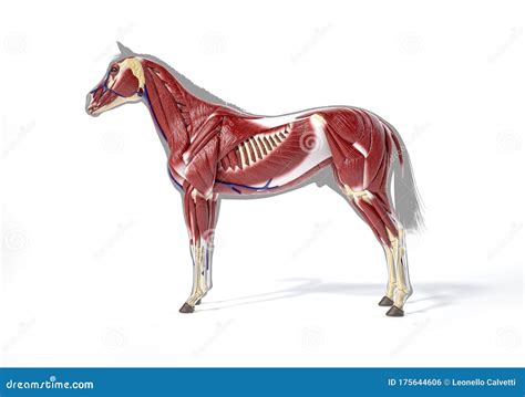 Horse Muscular System