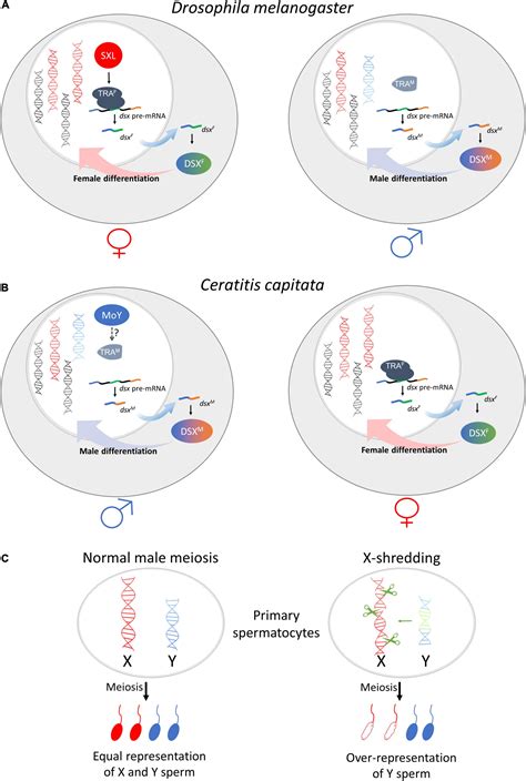 Frontiers Natural And Engineered Sex Ratio Distortion In Insects Free