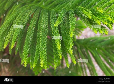 Norfolk Island Pine Araucaria Heterophylla Araucaria Excelsa Branch