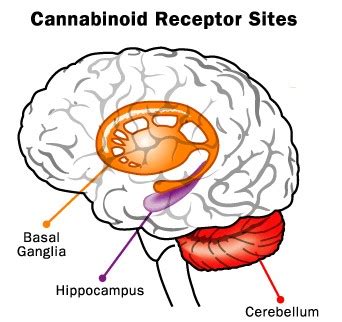 Marijuana Brain Effects