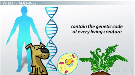 Adenine | Definition & Structure - Lesson | Study.com