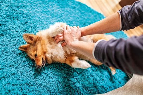 Veterinária dá curso básico de primeiros socorros de cães e gatos