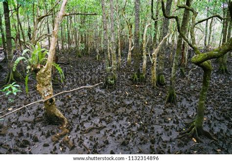 Tropical Plants Mangrove Daintree Rainforest Wet Stock Photo (Edit Now ...