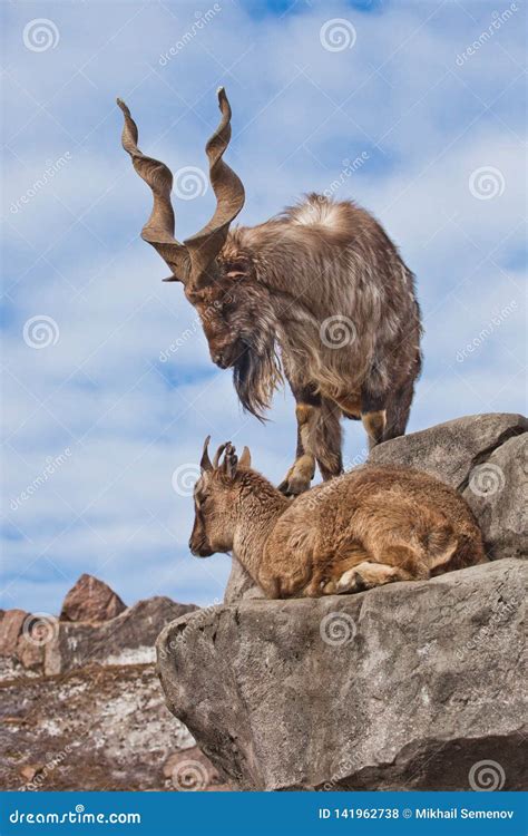 Mountain Goat With Big Horns Markhur Stands On A Rock At Its Feet Is A