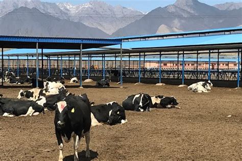 Dairyglobal A Look Through Time Transformation Of Chinas Dairy Sector