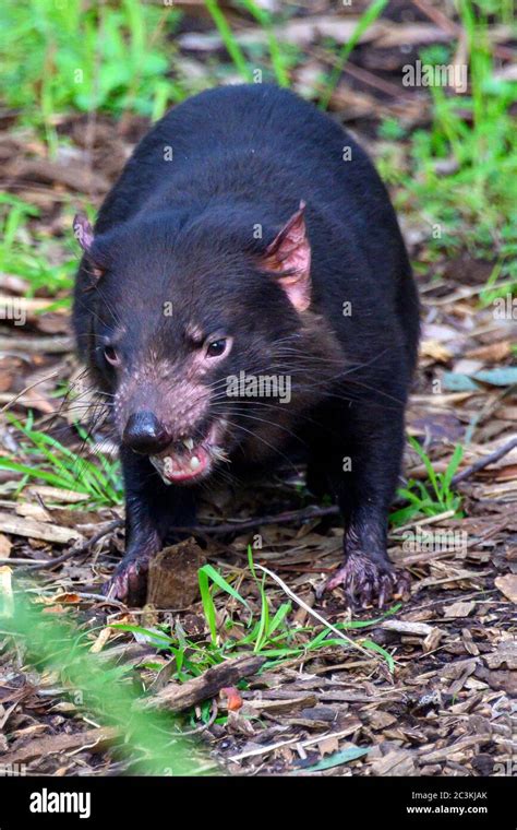 Taz Diavolo Della Tasmania Immagini E Fotografie Stock Ad Alta Risoluzione Alamy