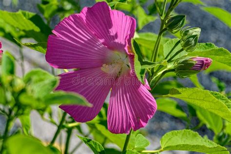 Flor Rosada Del Hibisco Foto De Archivo Imagen De Escarlata