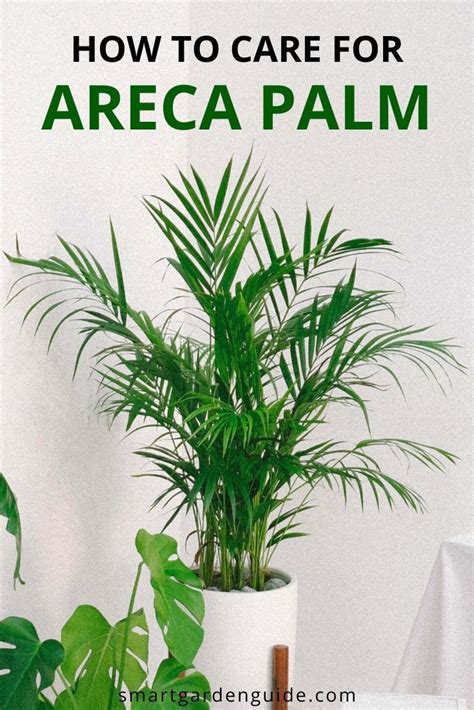 Watering Indoor Palm Tree Care Indoor Palm Tree Care 7 Essential