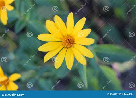 Orange Yellow Flowers At Sunset Similar To Daisy Flowers On A Blurred