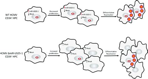 HCMV MiR US25 1 Mediated Regulation Of RhoA Expression And