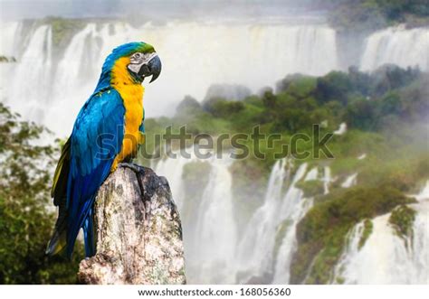 1,704 Iguazu Falls Birds Images, Stock Photos, 3D objects, & Vectors ...