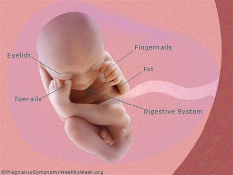 Fetal Development timeline | Timetoast timelines