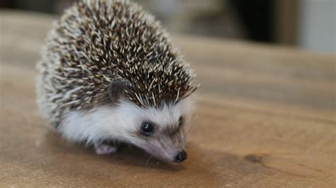 Spitzer The Hedgehog Loves Eating Insects Youtube