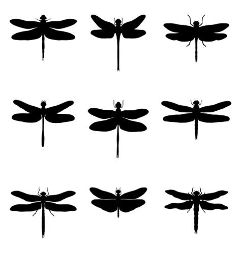 Dragonflies Royalty Free Vector Image Vectorstock