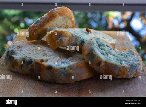 Black Bread Mold Hi Res Stock Photography And Images Alamy