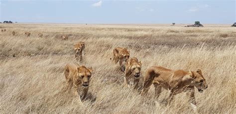 Pride Of Lions Walking Through Grasslands Of Serengeti African Lion