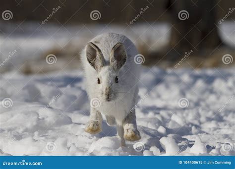 Snowshoe Hare Or Varying Hare Lepus Americanus Running In The Winter