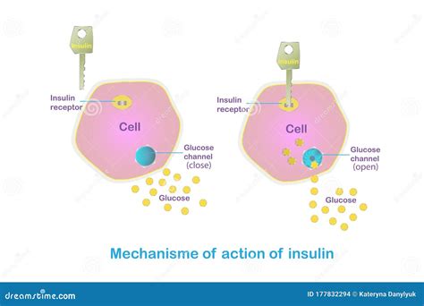 Mécanisme D action De L insuline Comment Est ce Que Le Plan De Travail