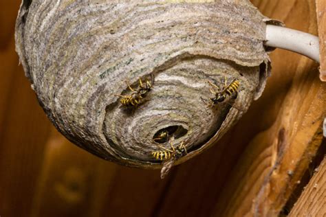 How is a paper wasp nest made - Wasp Removal Toronto