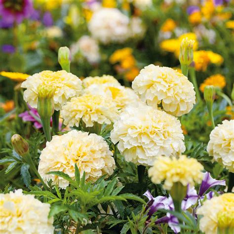 Bulk African Marigold Seeds Moonlight Bulk Seed Store