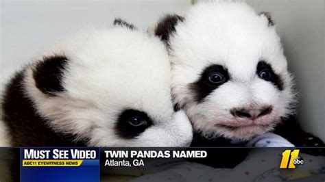 Atlanta zoo names twin panda cubs - ABC13 Houston