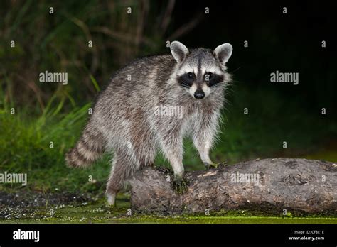 Raccoon at night in Texas Stock Photo - Alamy