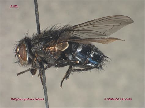 Calliphora