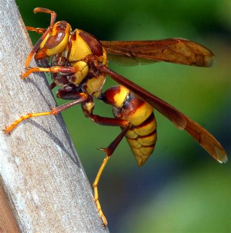 Paper Wasp Polistes Major BugGuide Net