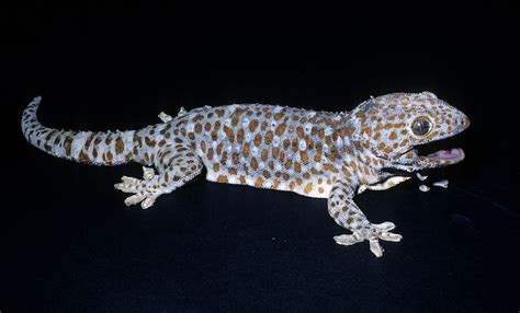 Tokay Gecko Gekko Gecko Small Rat Insect Pest Thematic Units