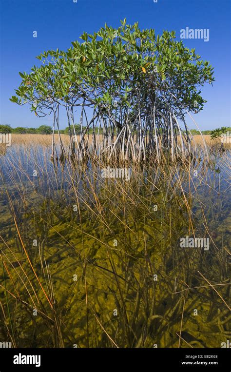 Prop roots of mangrove tree in freshwater marsh prairie Everglades ...