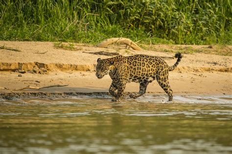 Onça Do Pantanal Tamanho