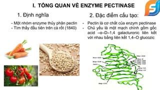 Enzyme Trong N C Qu Pptx