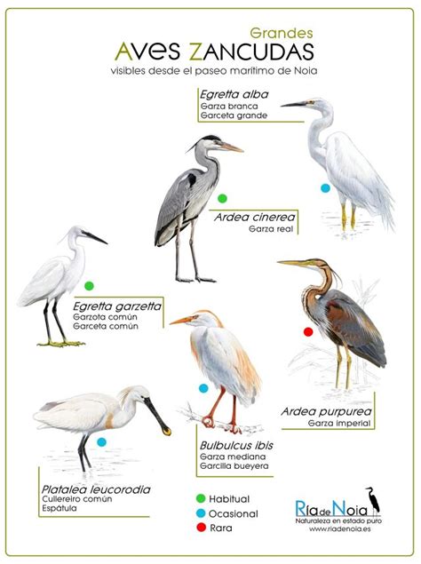 Las Aves Zancudas Adaptaciones Y H Bitats Loros Y Guacamayos