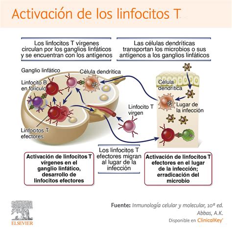 Elsevier Español on Twitter Inmunología Activación de los linfocitos