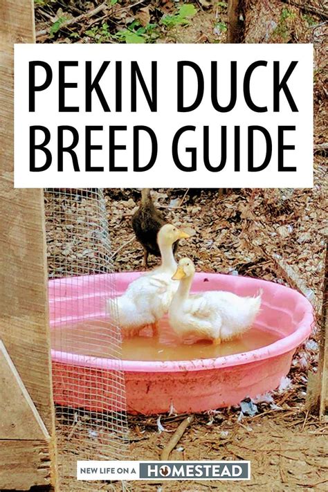 Pekin Duck Breed Guide Start Here • New Life On A Homestead Pekin