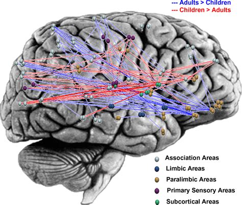 Frontiers Typical And Atypical Development Of Functional Human Brain