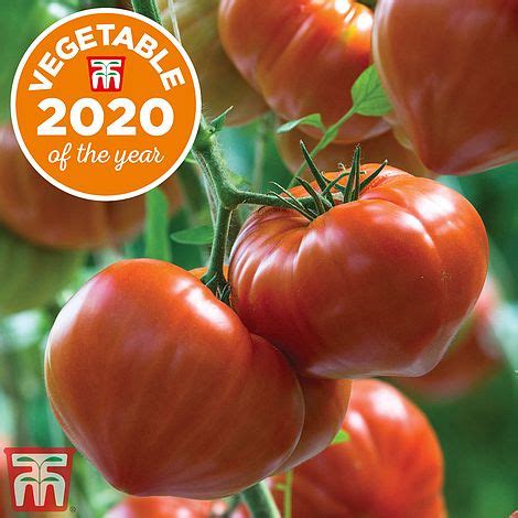 Tomato Sungold F1 Hybrid Seeds Thompson Morgan