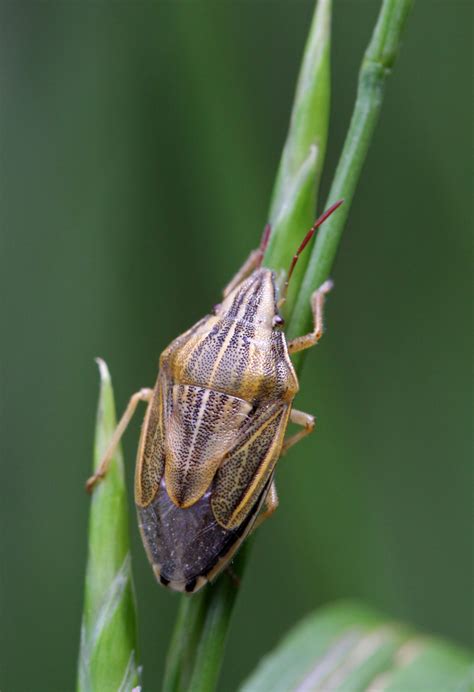 Aelia Acuminata Rimvydas Kinduris Flickr