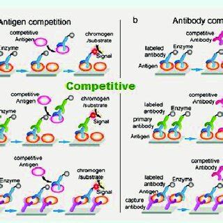 Competitive ELISA procedure. | Download Scientific Diagram