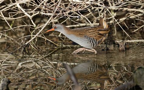 20230107 140257 Râle d eau Rallus aquaticus Jean Pierre Zill Flickr