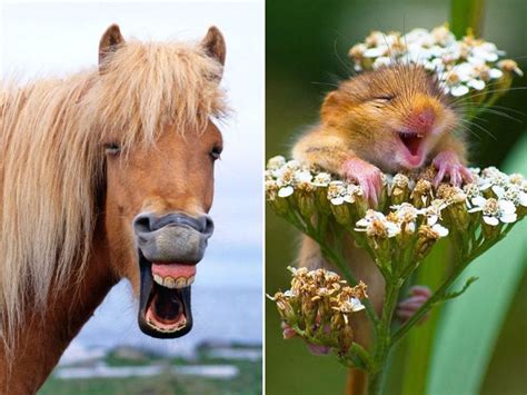 Laughing Animals | Animals