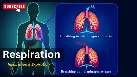 Steps Of Respiration The Inhalation And Exhalation Process In The