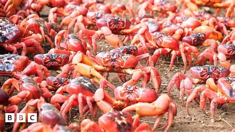 Millions Of Red Crabs Start Their Migration On Christmas Island Bbc Newsround