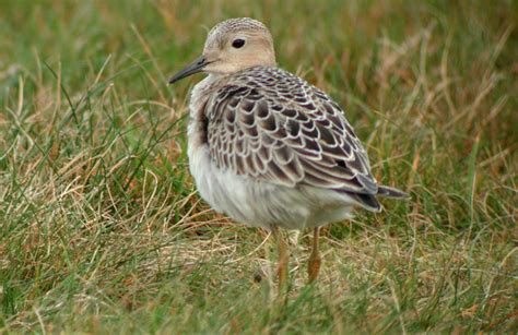 Buff Breasted Sandpiper Nature Canada