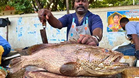 KASIMEDU SPEED SELVAM BIG BROWN GROUPER FISH CUTTING IN KASIMEDU