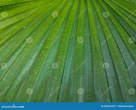 Green Palm Leaves for Background or Wallpaper Stock Image - Image of ...