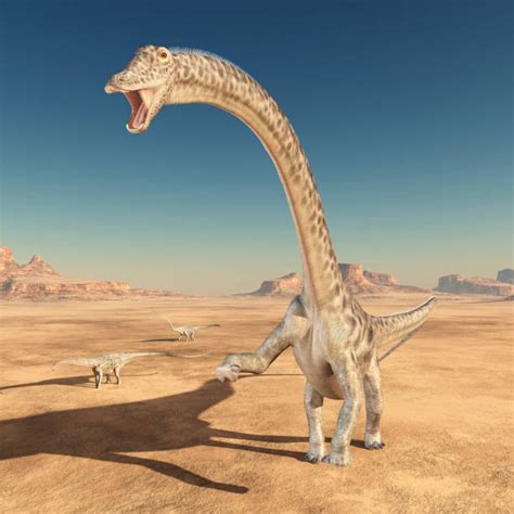 Diplodocus Photos Et Images Libres De Droits Istock