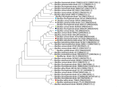 Evolutionary Relationships Of Taxa Tree Based On Partial 16s Rrna