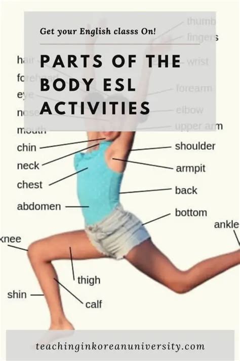 Esl Body Parts Worksheet Adults