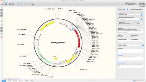 Youtube Snapgene Infusion Cloning Polizchef